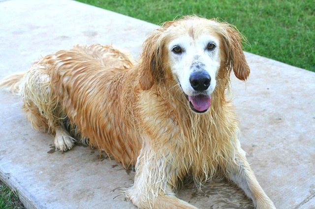 wet golden retriever