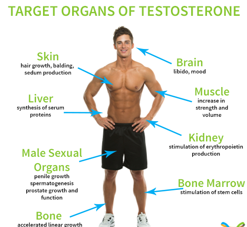 testosterone