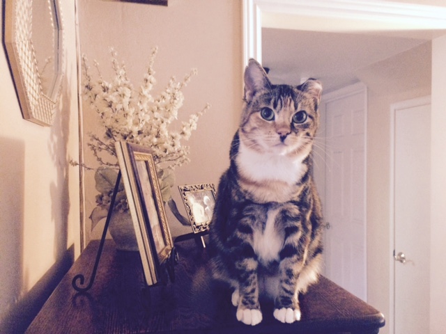 tippi on stereo close up