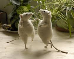 mice dancing