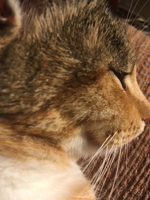 Tippi sleeping on chair