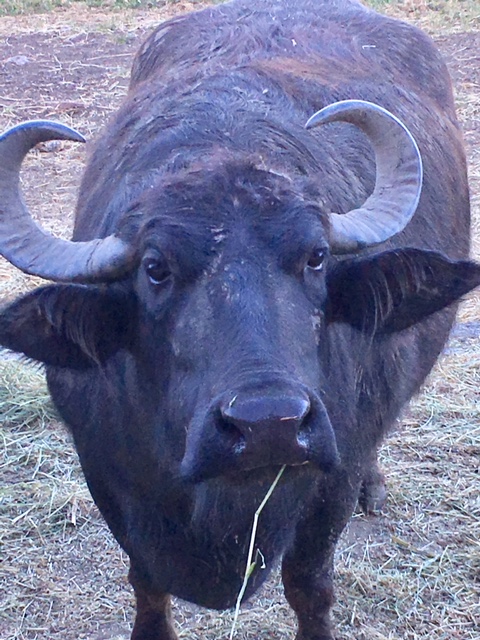 water buffalo2