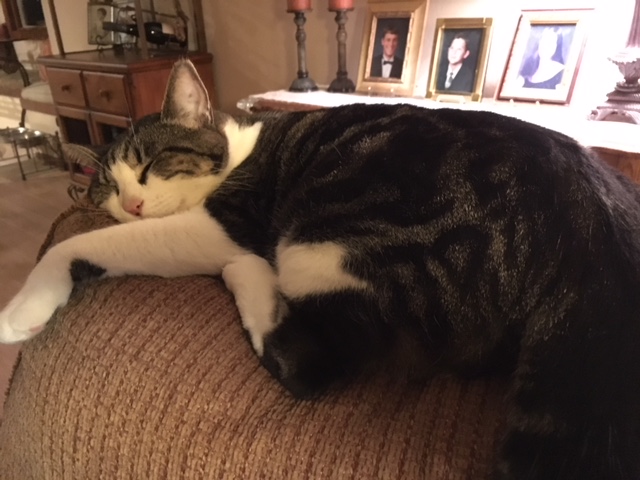 Jack on back of chair2