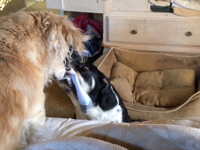 Callie giving Skip sock