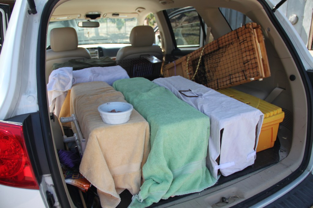 traps in back of car