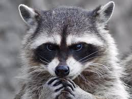 raccoon2