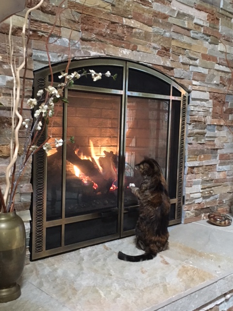tippi and fireplace
