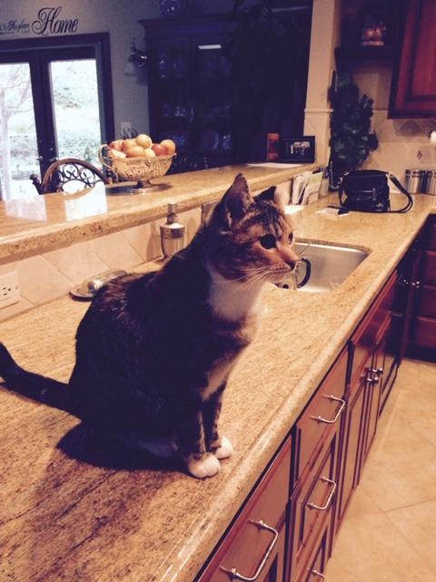 tippi on counter 2