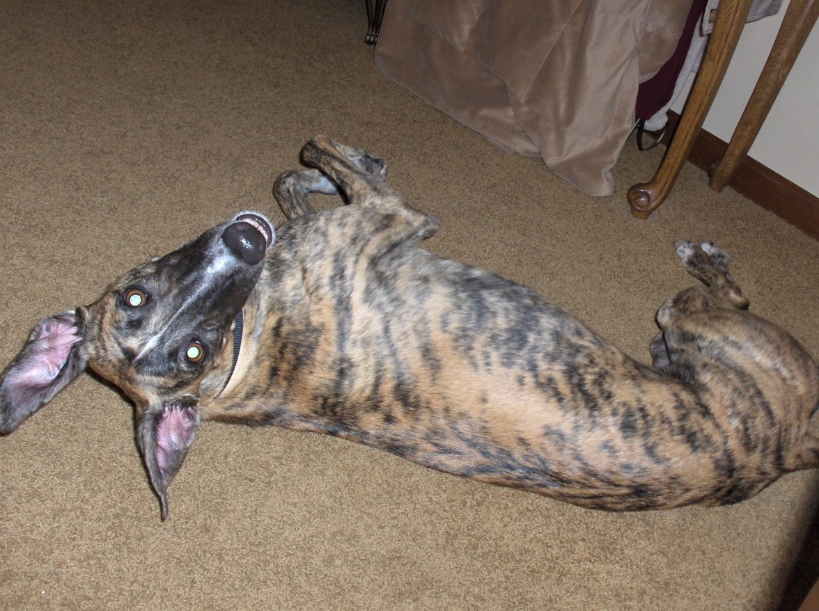 Nellie lying on floor