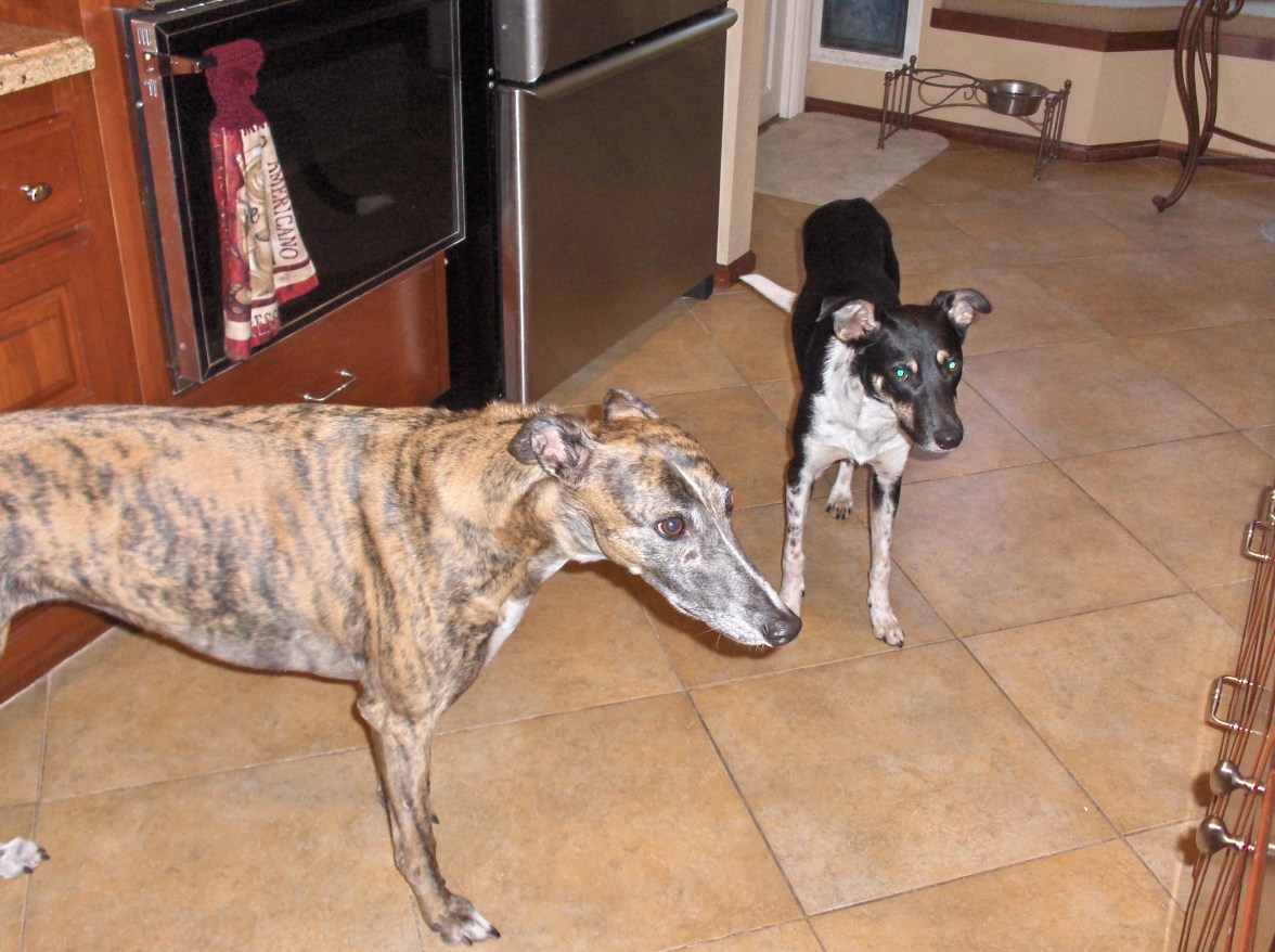 Nellie waiting for food