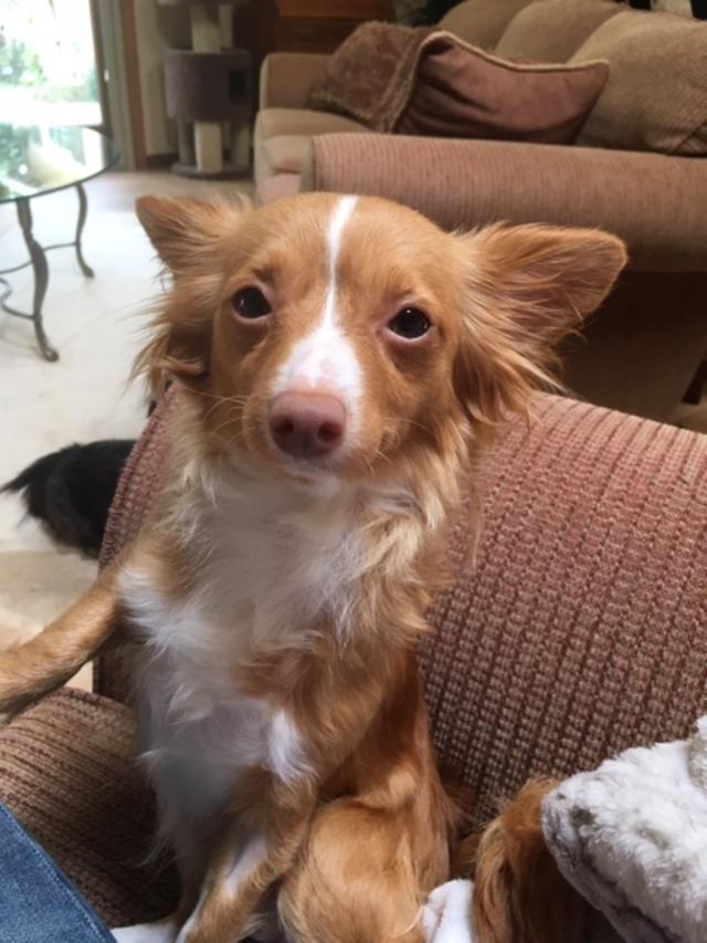 Taffy on chair again