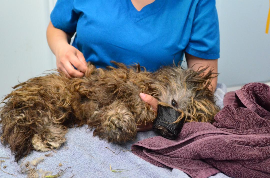 Mare island brown dog 3