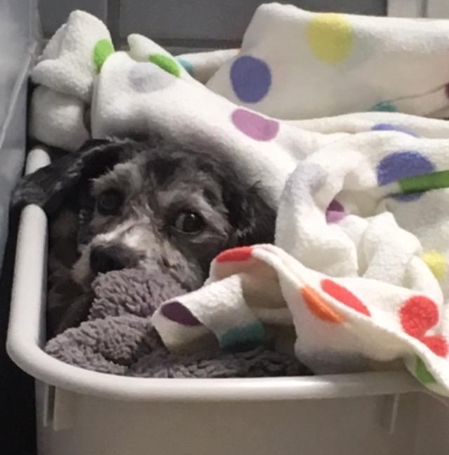 Mare Island brown dog