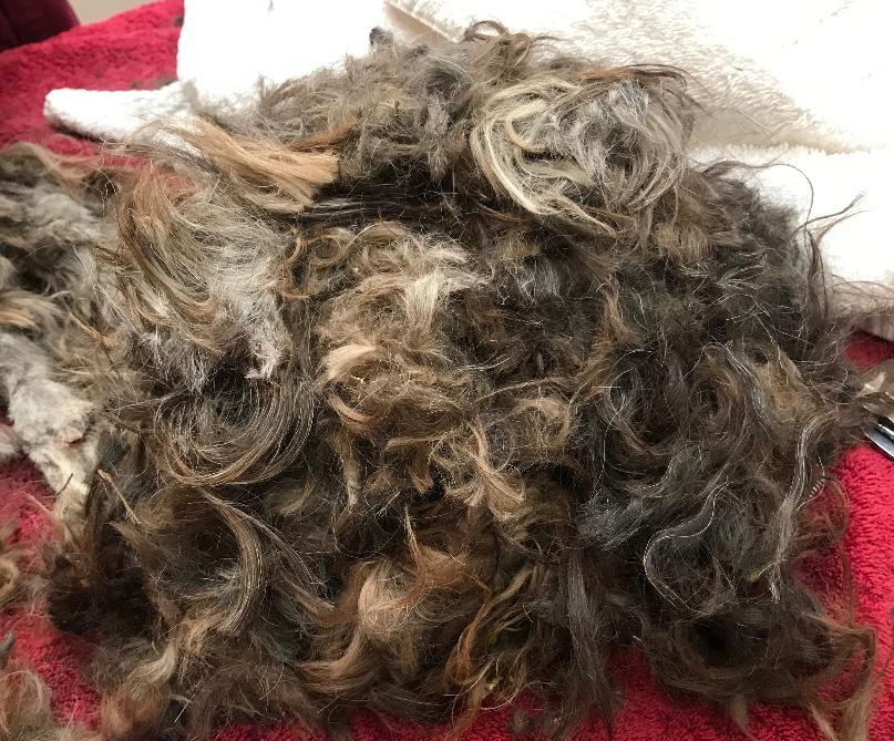 Mare Island brown dog fur