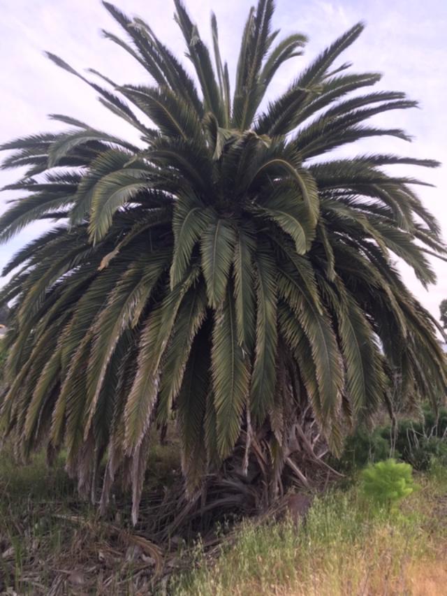 Mare Island palm tree
