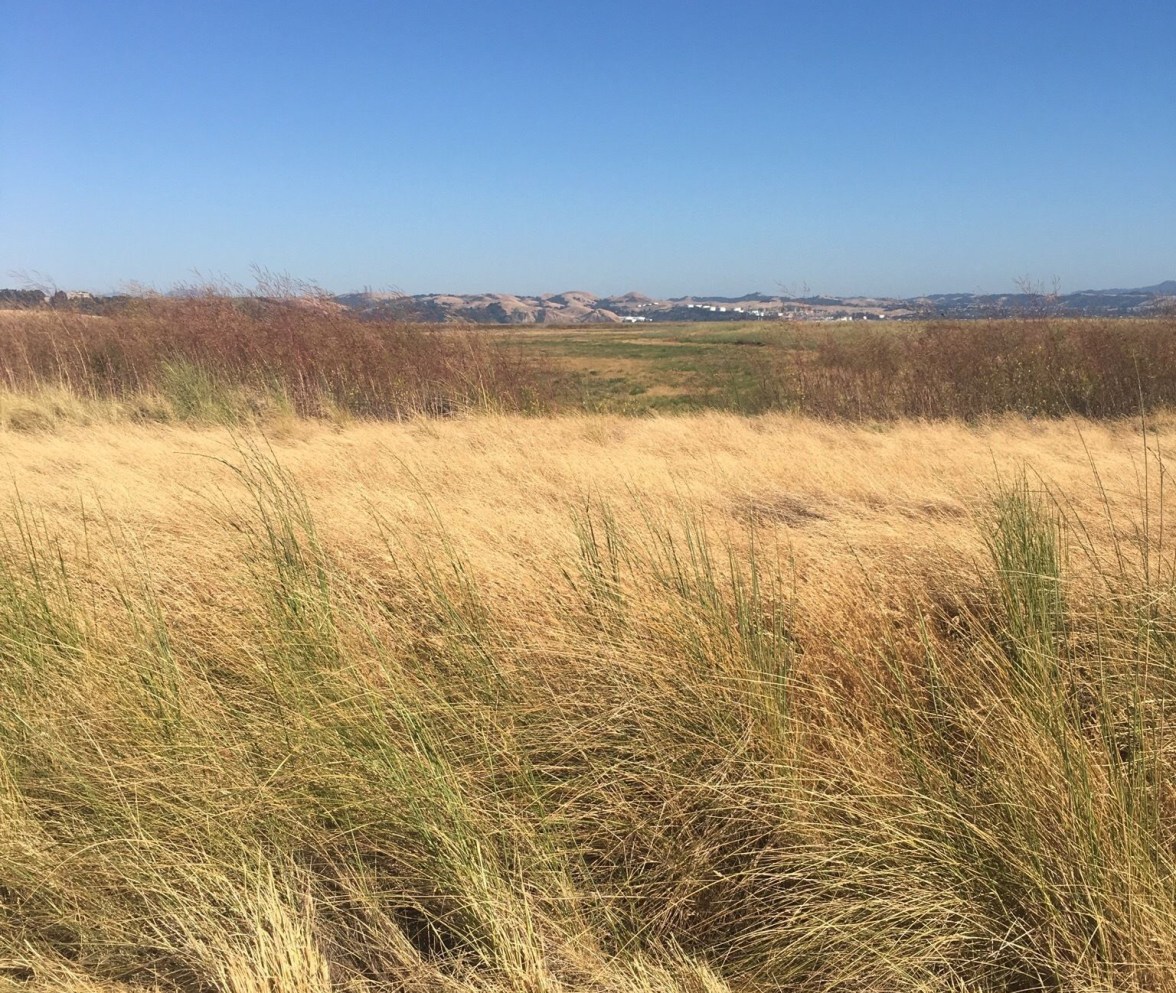 Mare island reeds 2