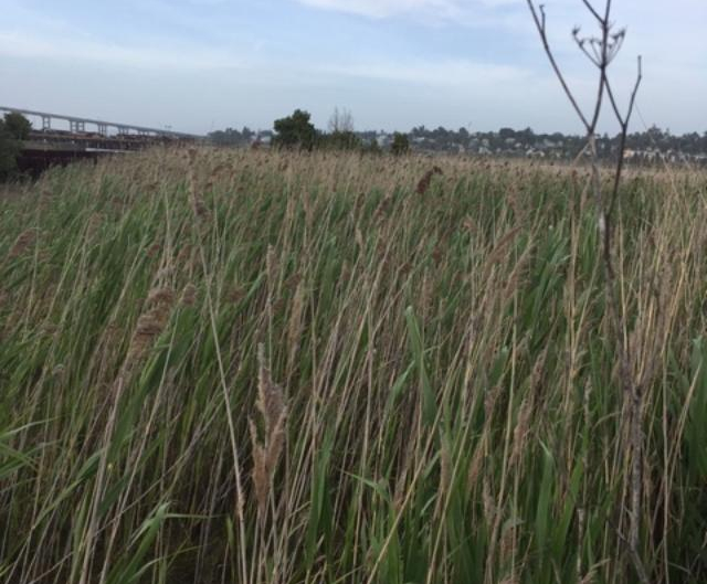 Mare Island reeds