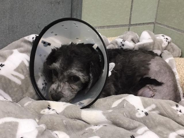 Brownie after surgery