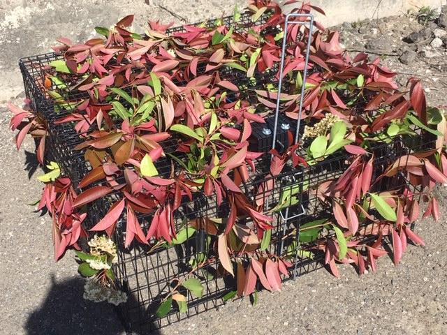 drop trap with leaves