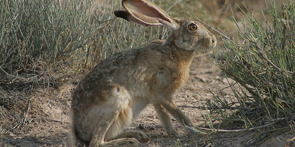 Jackrabbit