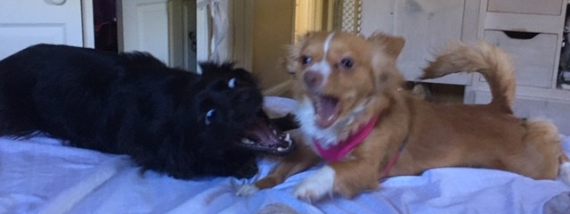 Taffy and Wally playing2