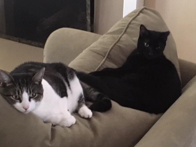 Jack and Dash on sofa