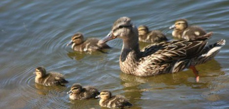 mom duck and ducklings