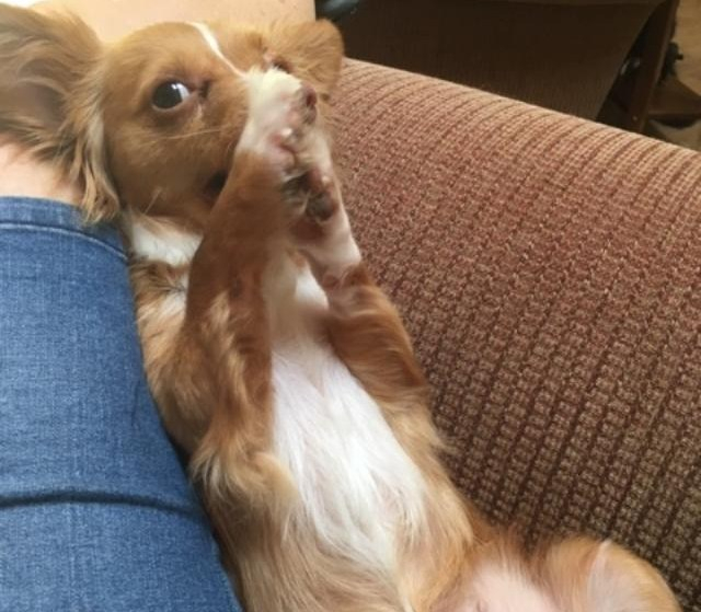 Taffy with paws to mouth