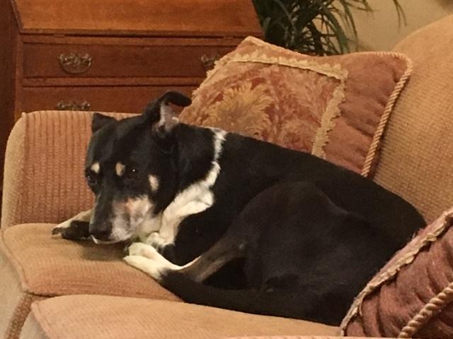 Callie worried again