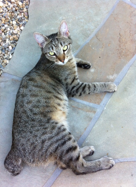 Savannah in backyard
