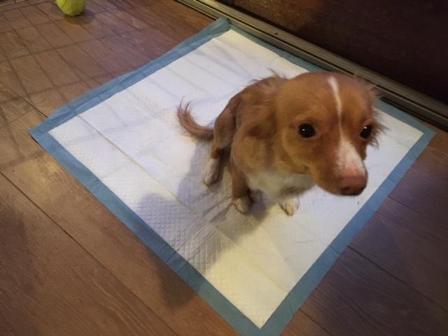 Taffy on pee pad
